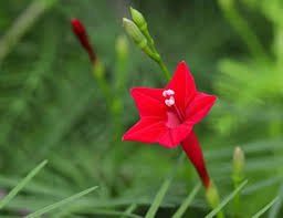 Cypress Vine